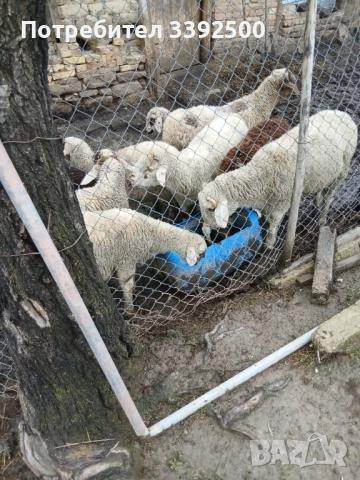 Мъжки Шилета, снимка 4 - Овце - 53296701