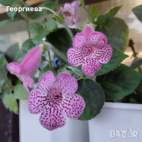 разменям ризоми от колерия, снимка 2 - Стайни растения - 52913679