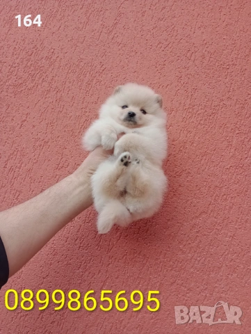 Женски Померани. Снимки от 18.02.26 г. , снимка 7 - Померан - 53524166