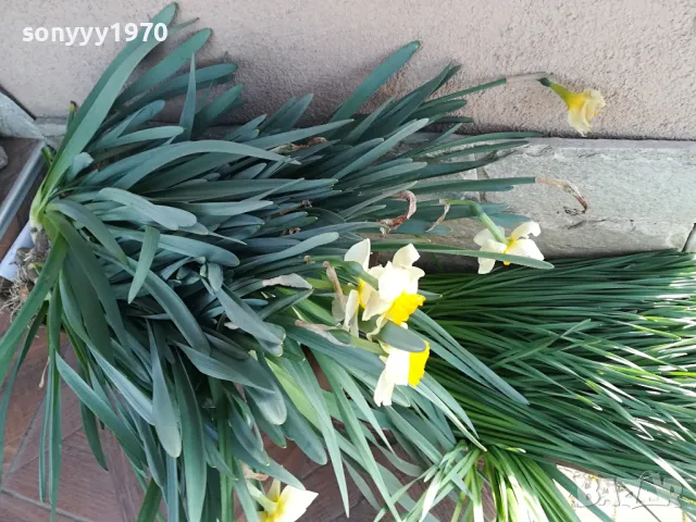 НАРЦИСИ-ГРЪМ ОТ 25БР ЗА 25ЛВ 1004251505