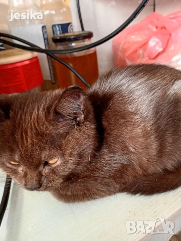 подарявам малки сладки котенца, полуперсийчета много кротки и социални., снимка 12 - Други - 52403149