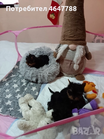 Йоркширски териер , снимка 4 - Йоркширски териер - 52444726