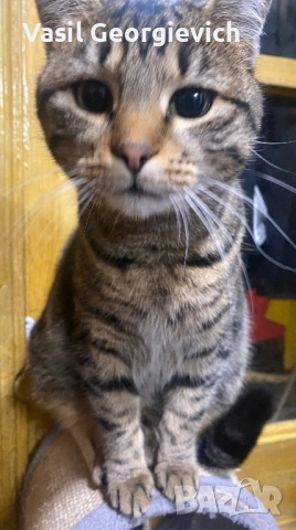 . Търси дом. Sweet boy looking for forewer home, снимка 2 - Други - 51690845