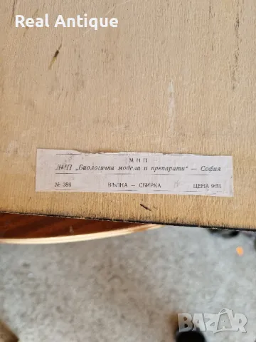 Стар страхотен антикварен постер табло макет, снимка 4 - Други ценни предмети - 47364072