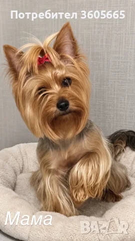 Йоркширски Териер / Йорки / Yorkie / Yorkshire Terrier, снимка 6 - Йоркширски териер - 56292834