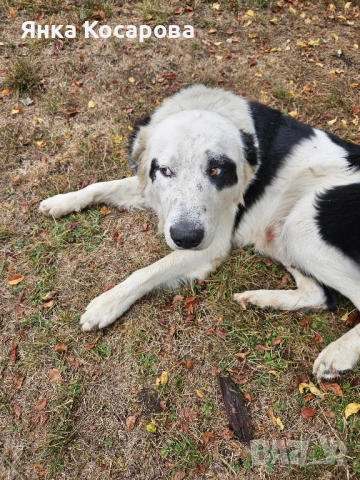 Младо куче търси своя дом!, снимка 17 - Други - 52008103