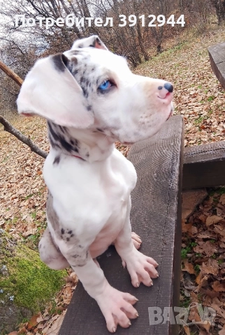 Кученце Немски дог 