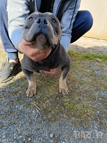 american bully pocket женско на 2 години