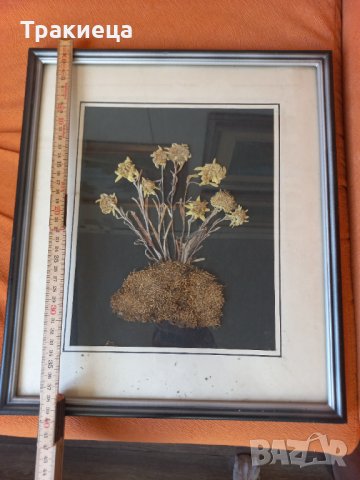 Еделвайс хербарий-уникат, снимка 4 - Антикварни и старинни предмети - 41946726