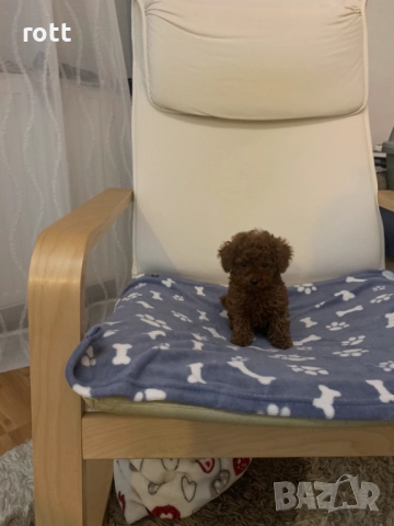 Той пудел, снимка 3 - Пудели - 52825480