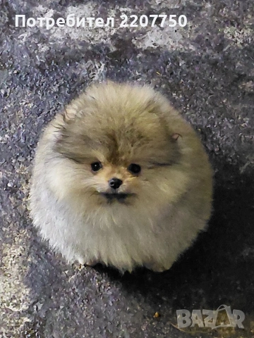 продавам померан 