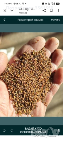 Семе Люцерново семе , снимка 3 - Други - 52432721