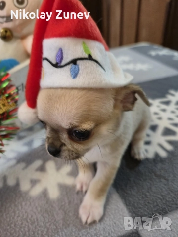 Чихуахуа , снимка 4 - Чихуахуа - 52695534