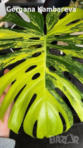 Monstera Aurea Tricolor (Marmorata)
