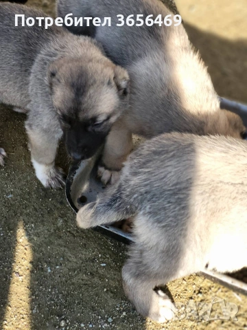 Породисти КАНГАЛИ., снимка 2 - Кангал - 53622874