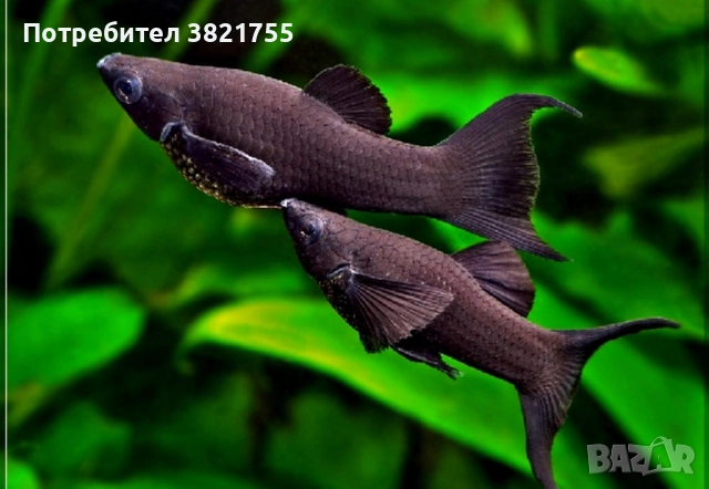  Декоративни рибки, молинезия, снимка 2 - Рибки - 51697233