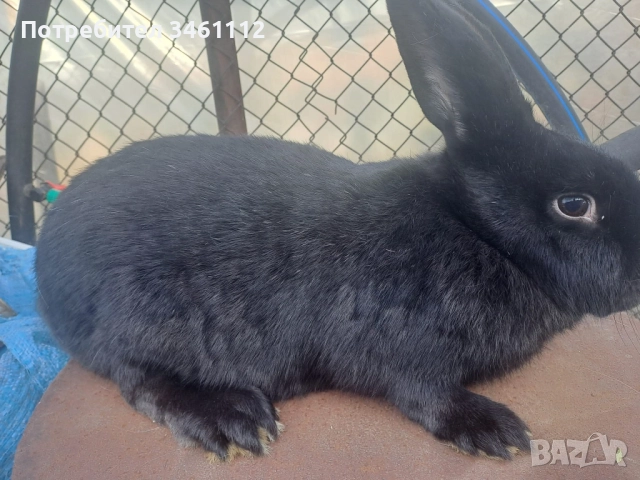 Продавам големи зайци за разплод и клане, снимка 2 - Други - 52687195