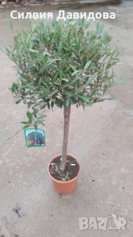 Маслина Европейска, снимка 7 - Градински цветя и растения - 52508763