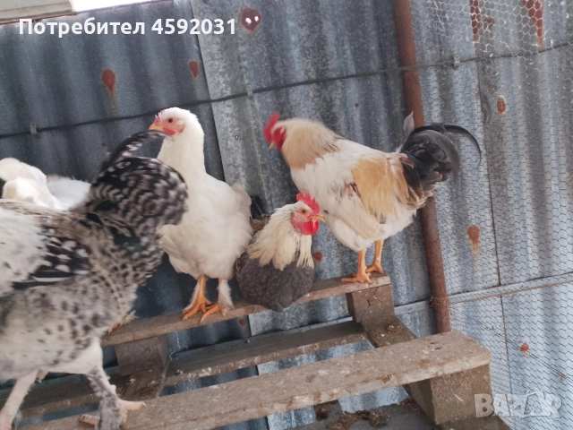 Петлета, снимка 6 - Кокошки и пуйки - 52930601