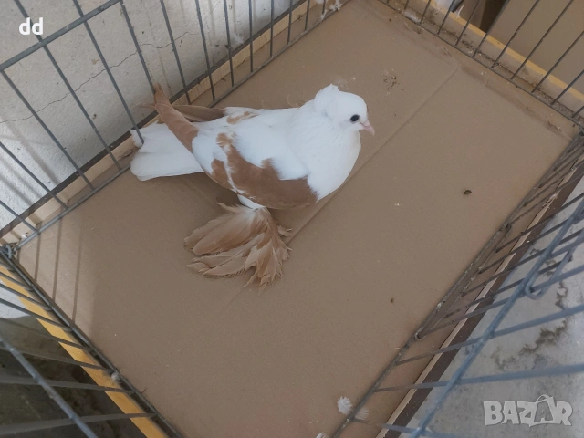 саксонски чайки , снимка 3 - Гълъби - 53249409