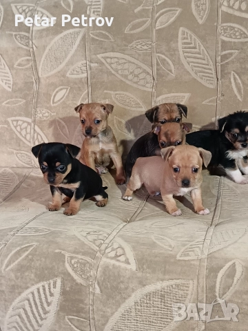 Мини пинчер чихуахуа, снимка 17 - Чихуахуа - 52816462