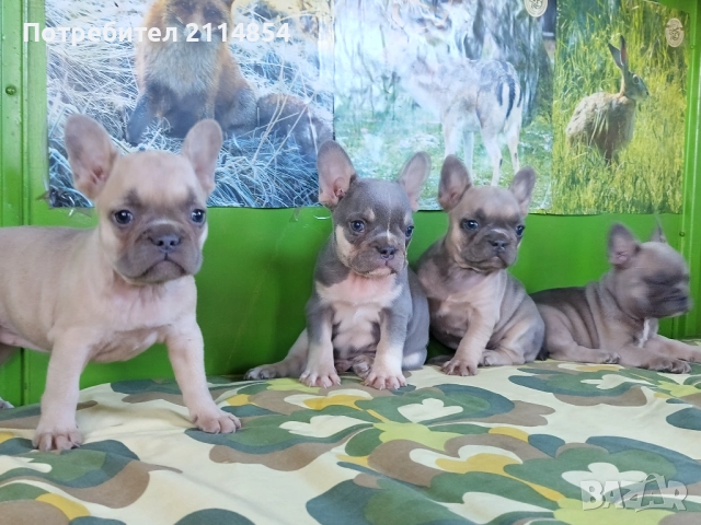 Френски булдог , снимка 1