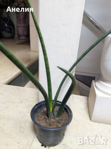 Сансевиера цилиндрика