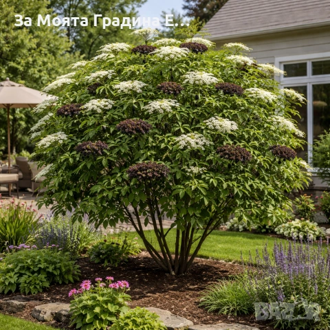 Бял бъз, снимка 3 - Градински цветя и растения - 53744235