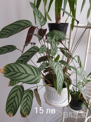 Стайни цветя в саксии, снимка 12 - Стайни растения - 33680701