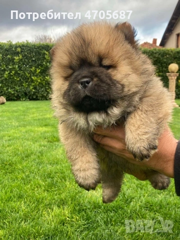 Продавам малки кученца Чау Чау