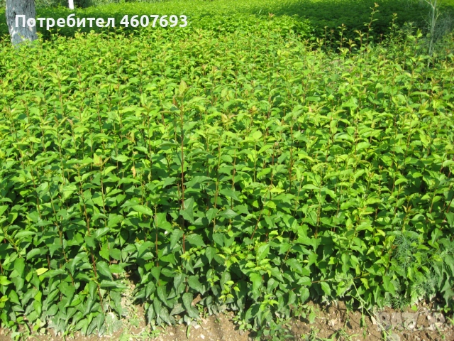 Продавам подложки махалебка и джанка, снимка 6 - Сортови семена и луковици - 52151117