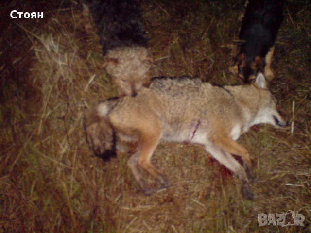 Ягдтериери, снимка 14 - Ягдтериер - 53523678