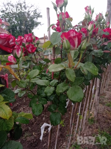 Щамбови рози, собствено производство, цветово разнообразие., снимка 7 - Градински цветя и растения - 51924115
