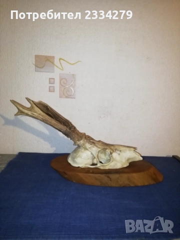 Стари глигански зъби-бивни,глиги и рога от саръндаци, млади елени, снимка 9 - Колекции - 52674338