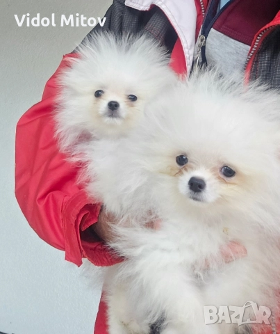 Мини Померан момчета 