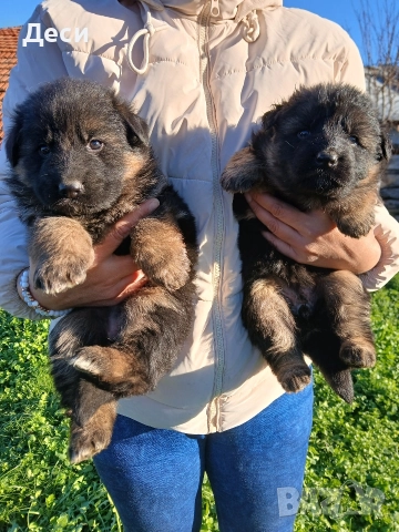 дългокосмести немски овчарки, снимка 6 - Немска овчарка - 52960638