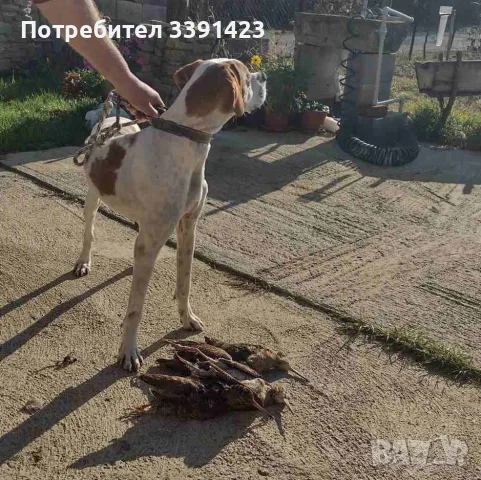 Работещи Пойнтери