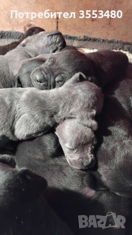 продавам Кане Корсо чистокръвни, снимка 4 - Кане корсо - 53611607