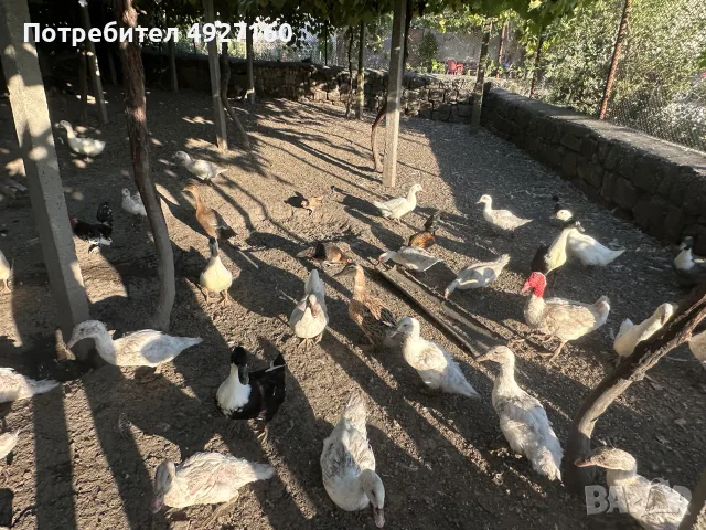 Неми ,крякащи и  бройлерни патета, снимка 5 - Патици и гъски - 55773852
