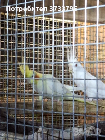 Чифт корели, снимка 9 - Папагали - 53296344