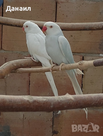 Малък Александър , снимка 4 - Папагали - 53794736