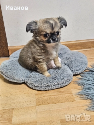 Мини чихуахуа , снимка 2 - Чихуахуа - 52394409