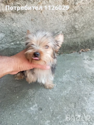 Йоркширски териер момиче , снимка 1