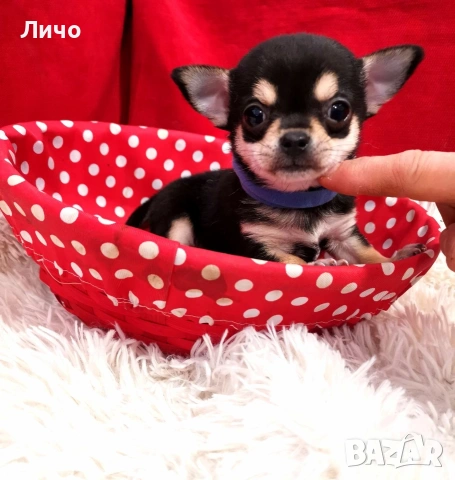 продавам чихуахуа , снимка 3 - Чихуахуа - 53692945