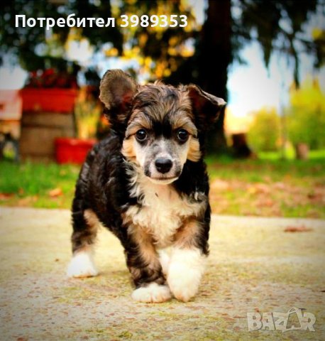 Китайско качулато куче - FCI родословие, снимка 18 - Други - 44257717