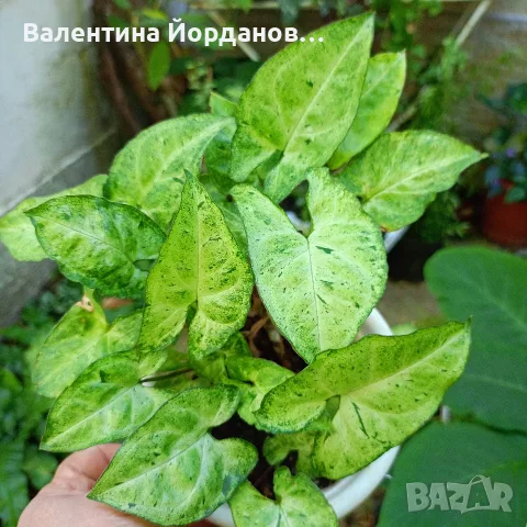 стайни цветя единични бройки , снимка 9 - Стайни растения - 55803796
