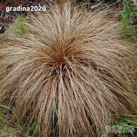 Карекс - Декоративна трева, снимка 2 - Градински цветя и растения - 30071691