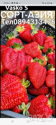 Ягоди разсад, снимка 3 - Разсади - 53760508