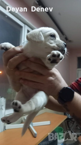 лабрадор реитривър , снимка 6 - Лабрадор ретривър - 52878460