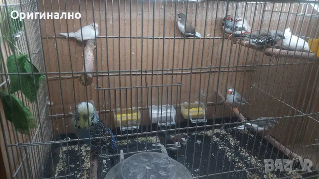  Диамантени, Зеброви и Японски  амадини, снимка 11 - Амадини - 48619977